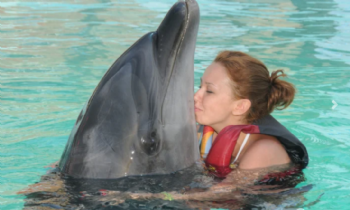 ШОУ ДЕЛЬФИНОВ И ПЛАВАНИЕ С ДЕЛЬФИНАМИ В АНТАЛИИ