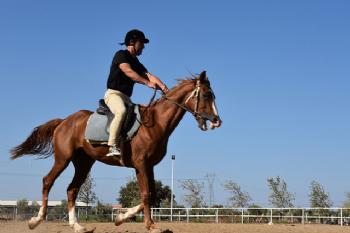 Reitsportverein