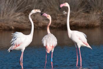 Vogelbeobachtung / Beobachtung